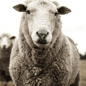 Adak-Akika-Şükür-Şükür Kurban